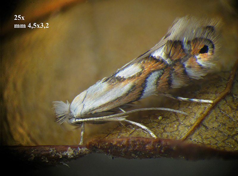 Phyllonorycter su ontano con parassitoidi